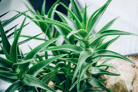 ¿Por qué has de llevar cuidado con el greenwashing?