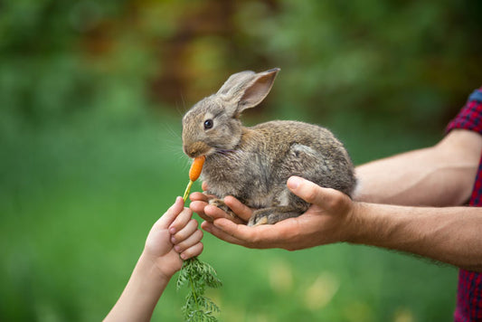 ¿Cómo distinguir ingredientes de origen animal en cosmética?